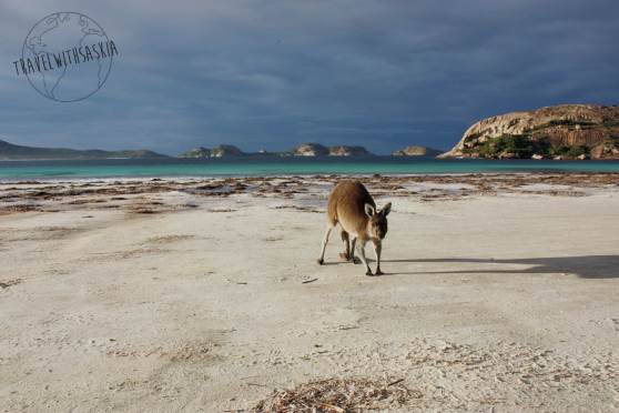 Kangaroo at Lucky Bay